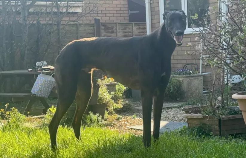 Nick, a 4 years old male Greyhound available for adoption from Blue Cross in Devon