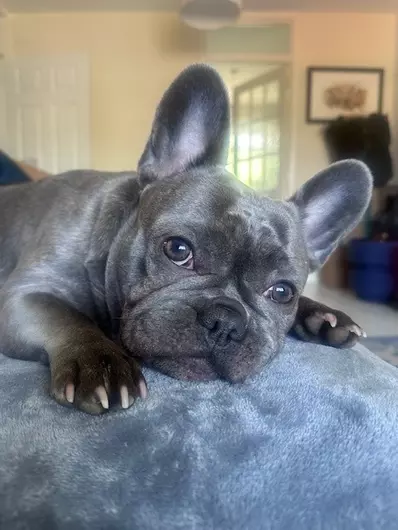 Missy, a 3 years old female French Bulldog available for adoption from Blue Cross in Bromsgrove, West Midlands