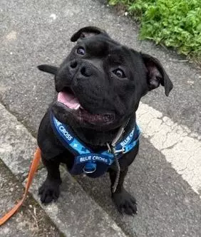 Benji, a 2 years old male Staffordshire Bull Terrier available for adoption from Blue Cross in Exeter, Devon