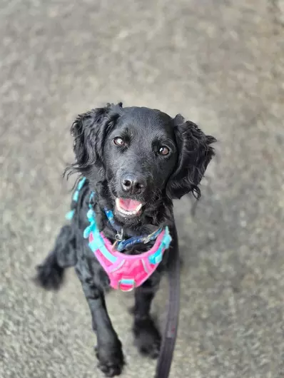 Eris, a 2 years old female Cockapoo available for adoption from Blue Cross in Southampton, Hampshire