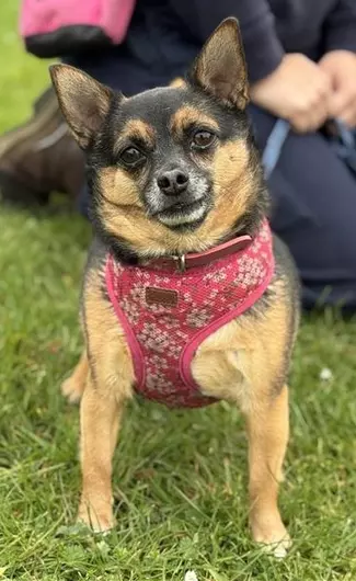Mollie And Dexter, a 5 years old female Chihuahua available for adoption from Blue Cross in Oxfordshire