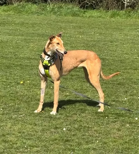 Pixie, a 5 years old female Greyhound available for adoption from Blue Cross in Oxfordshire