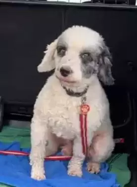 Aero, a 12 years old male Crossbreed available for adoption from Blue Cross in South Yorkshire