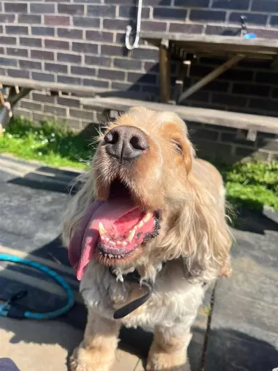 Abel And Roan, a 7 years old male Cocker Spaniel available for adoption from Blue Cross in South Yorkshire