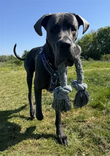 Larry, a 4 years old male Great Dane available for adoption from Blue Cross in Oxfordshire