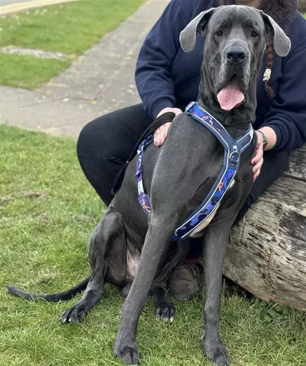 Larry, a 4 years old male Great Dane available for adoption from Blue Cross in Oxfordshire