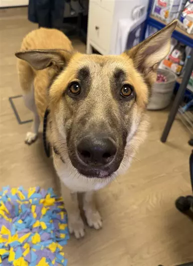 Charlie, a 2 years old male German Shepherd available for adoption from Blue Cross in West Midlands