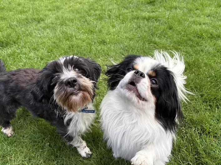 Buddy And Bella, a 2 years old male Japanese Chin available for adoption from Blue Cross in North Yorkshire