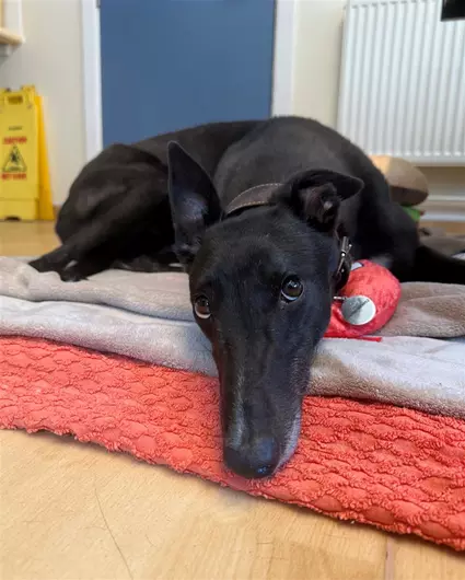 Padme, a 4 years old female Greyhound available for adoption from Blue Cross in Hampshire