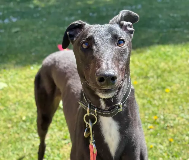 Kai, a 4 years old male Greyhound available for adoption from Blue Cross in Suffolk