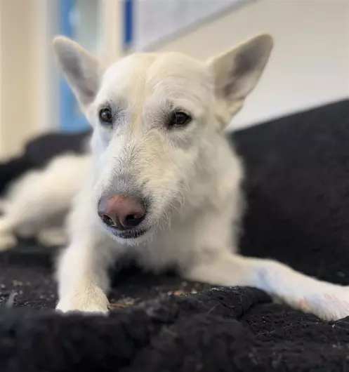 Elsa, a 4 years old female German Shepherd available for adoption from Blue Cross in West Midlands