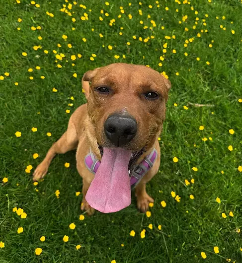 Juno, a 4 years old female Labrador available for adoption from Blue Cross in Devon