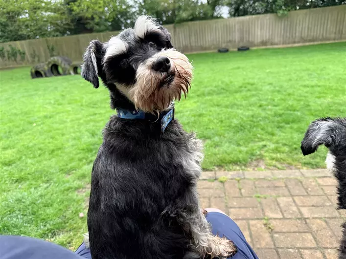 Holly And Willow, a 5 years old female Miniature Schnauzer available for adoption from Blue Cross in North Yorkshire