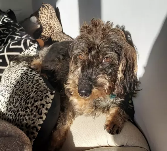 Connie, a 3 years old female Dachshund available for adoption from Blue Cross in South Yorkshire