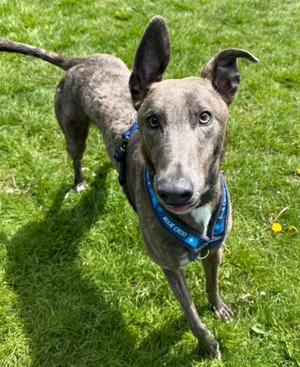 Jumbo, a 2 years old male Greyhound available for adoption from Blue Cross in West Midlands