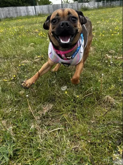 Alba, a 2 years old female Pug available for adoption from Blue Cross in Oxfordshire