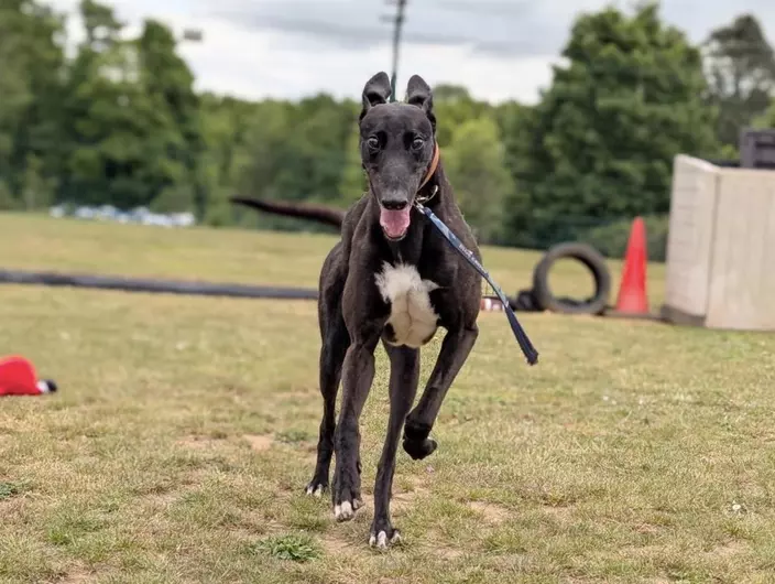 Arnold, a 4 years old male Greyhound available for adoption from Blue Cross in Suffolk