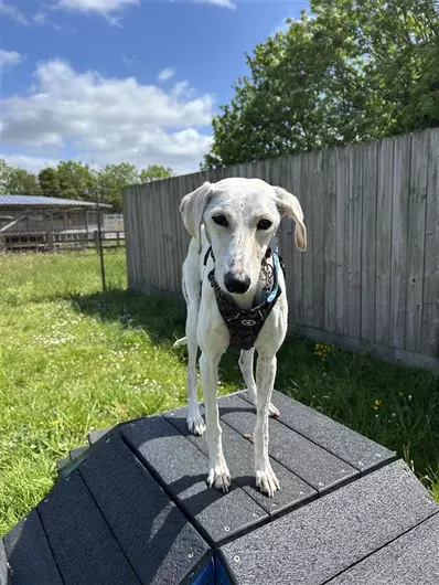 Cha Cha, a 3 years old female Lurcher available for adoption from Blue Cross in Oxfordshire