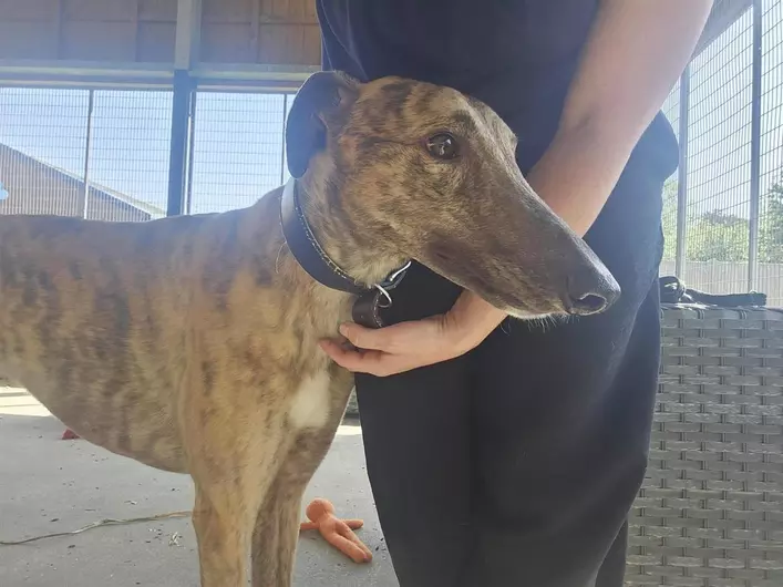 Atlas, a 4 years old male Greyhound available for adoption from Blue Cross in South Yorkshire