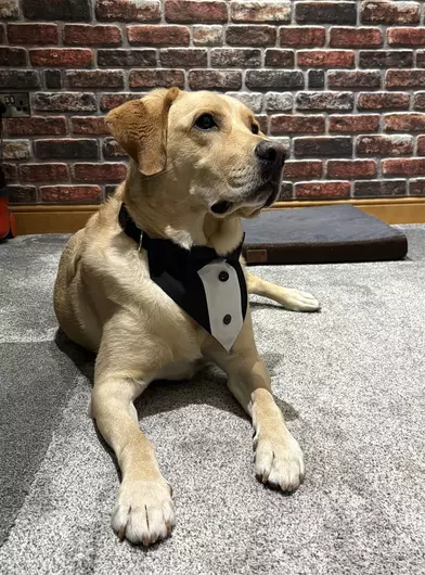 Freddie, a 7 years old male Labrador available for adoption from Blue Cross in Oxfordshire