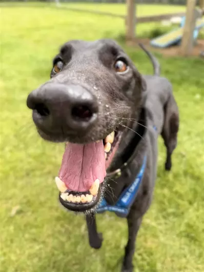 Frank, a 4 years old male Greyhound available for adoption from Blue Cross in West Midlands