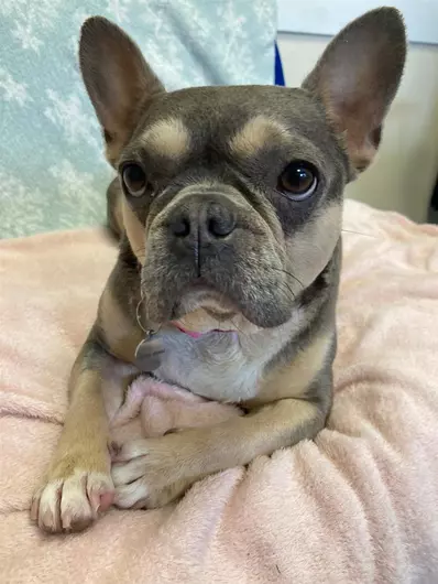 Bessy, a 6 years old female French Bulldog available for adoption from Blue Cross in Hampshire