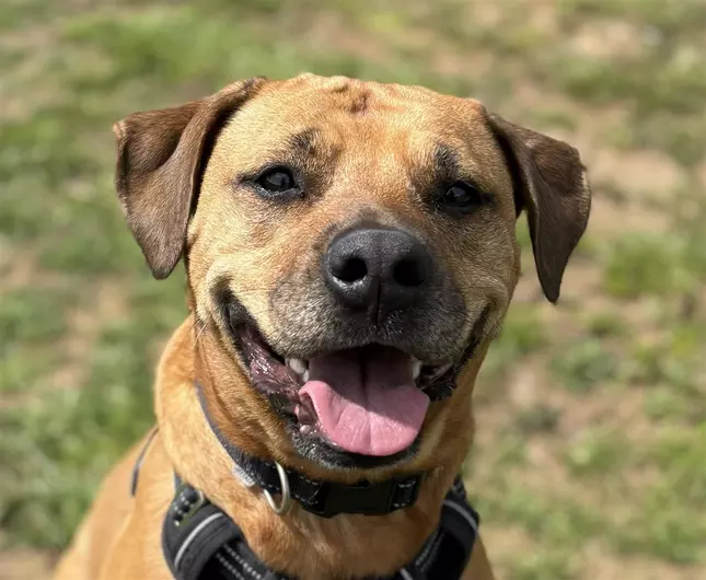 Kaiya, a 7 years old female Rhodesian Ridgeback available for adoption from Blue Cross in West Midlands