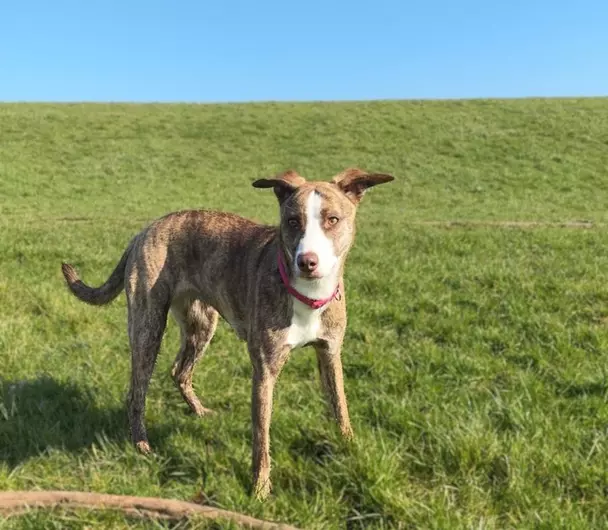 Coco, a 3 years old female Lurcher available for adoption from Blue Cross in Greater Manchester