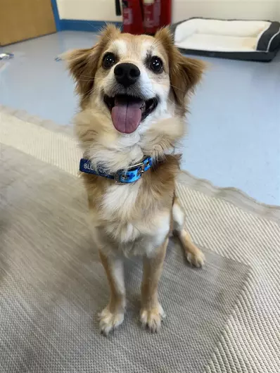 Chewy, a 8 years old male Chihuahua available for adoption from Blue Cross in Devon