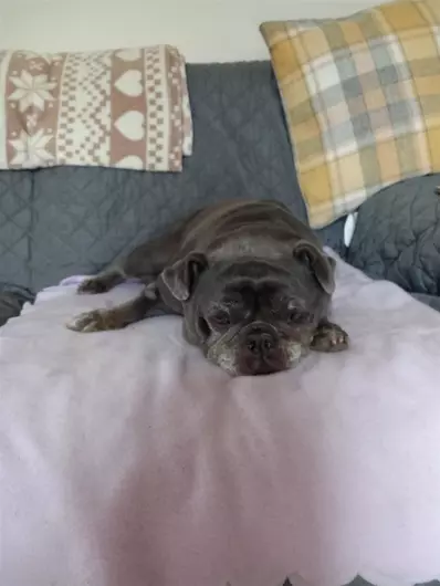 Bailey, a 10 years old female French Bulldog available for adoption from Blue Cross in North Yorkshire