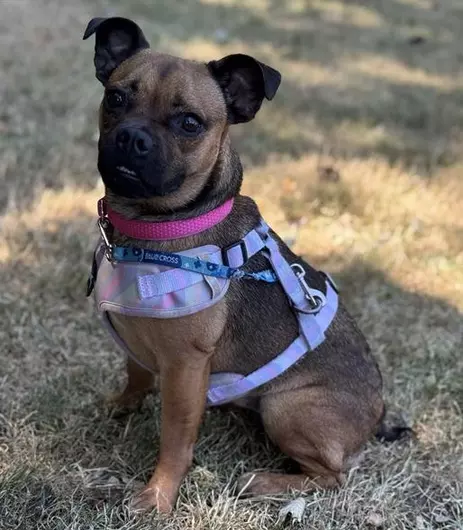 Alba, a 2 years old female Pug available for adoption from Blue Cross in Oxfordshire
