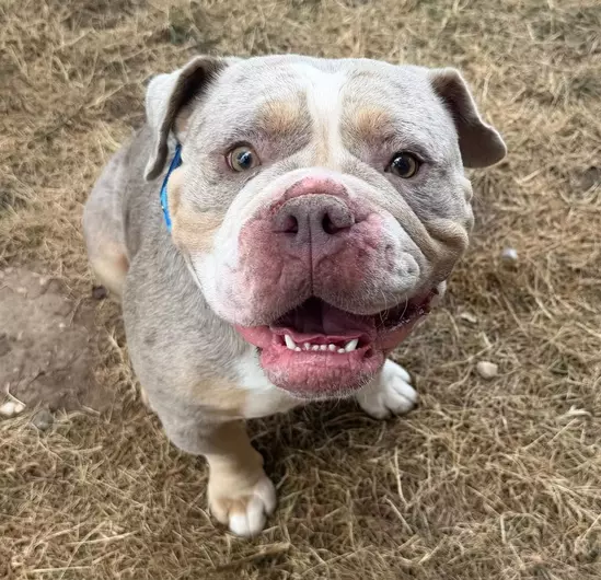 Charlie, a 4 years old male Bulldog available for adoption from Blue Cross in West Midlands
