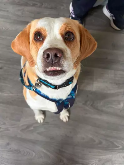 Betty, a 5 years old female Beagle available for adoption from Blue Cross in Hampshire