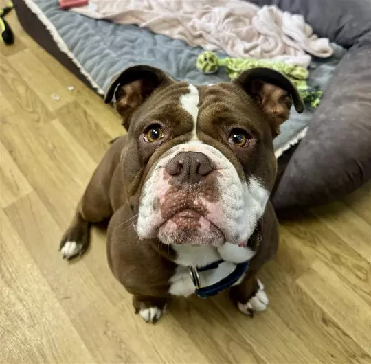 Angel, a 3 years old female Bulldog available for adoption from Blue Cross in Oxfordshire