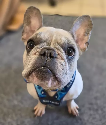 Bueno, a 4 years old female French Bulldog available for adoption from Blue Cross in West Midlands