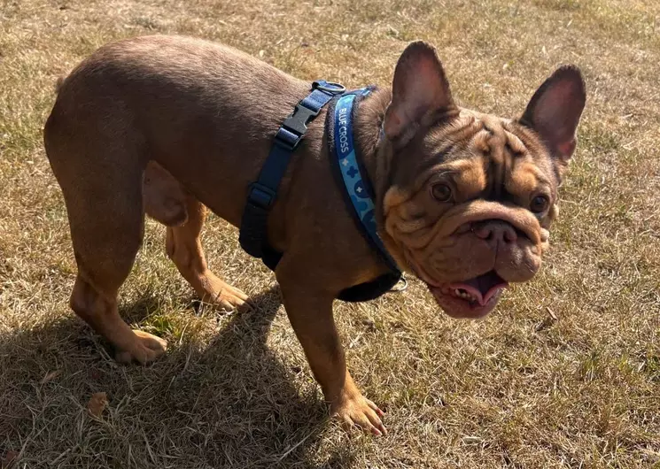 Biscoff, a 2 years old male French Bulldog available for adoption from Blue Cross in West Midlands