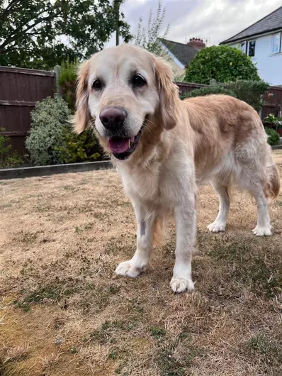 Daisy, a 9 years old female Golden Retriever available for adoption from Blue Cross in West Midlands