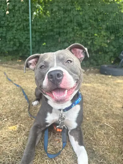 Miloe, a 3 years old male Staffordshire Bull Terrier available for adoption from Blue Cross in Suffolk