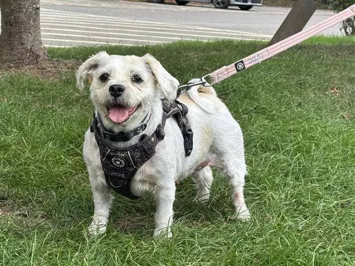 Little Dumpling, a 10 years old female West Highland White Terrier X available for adoption from Blue Cross in Oxfordshire
