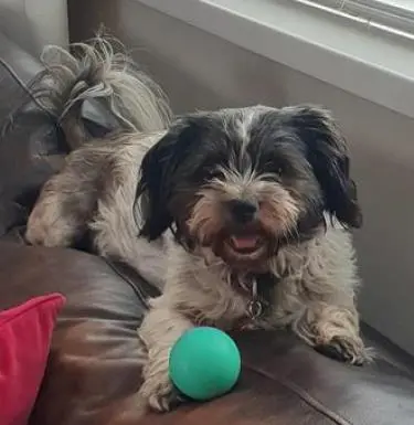 Dotty & Rocco, a 7 years old female Shih Tzu available for adoption from Blue Cross in Wales