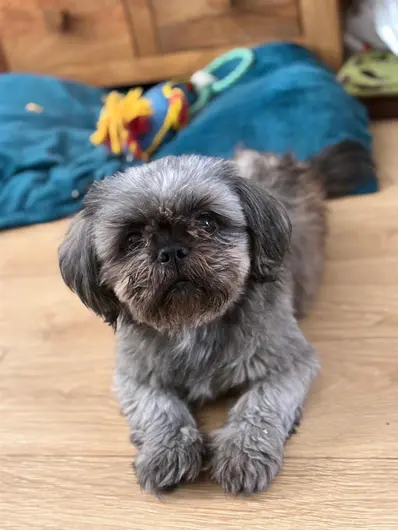 Rocco & Dotty, a 7 years old male Shih Tzu available for adoption from Blue Cross in Wales