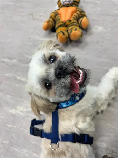 Cookie, a 5 months old male Shih Tzu available for adoption from Blue Cross in South Yorkshire