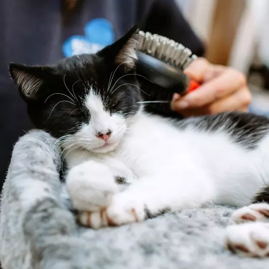 Black and white cat laying down, being brushed