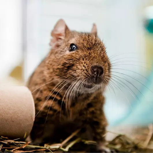 Brown degu