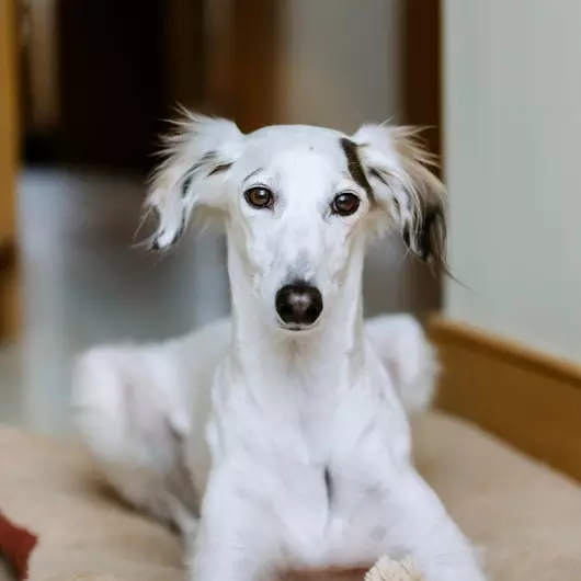 White saluki dog lying on the floor