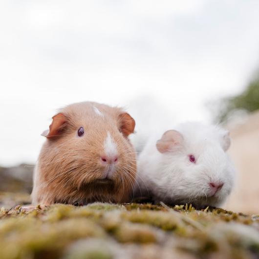 Brown guinea pig and white guinea pig