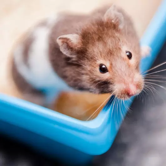 Brown and white hamster