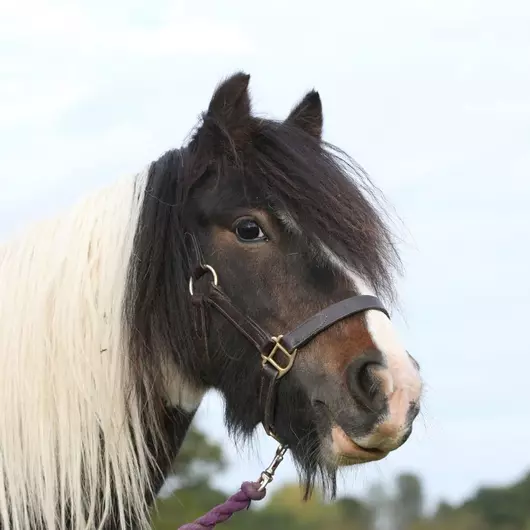 Brown and white horse