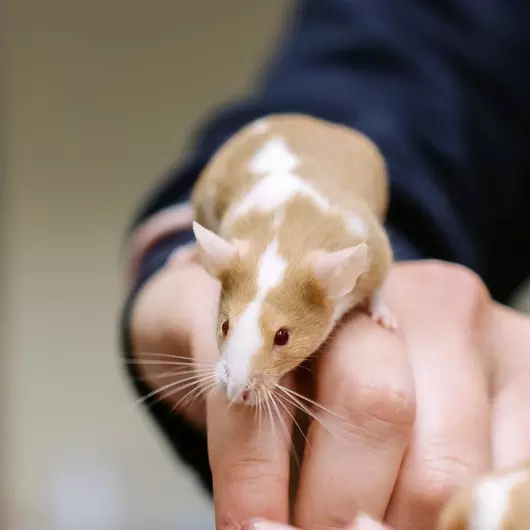 Brown and white mouse climbing on someone's hand