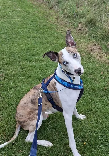 Bruce, a 4 years old male Lurcher available for adoption from Blue Cross in Harpenden, Hertfordshire
